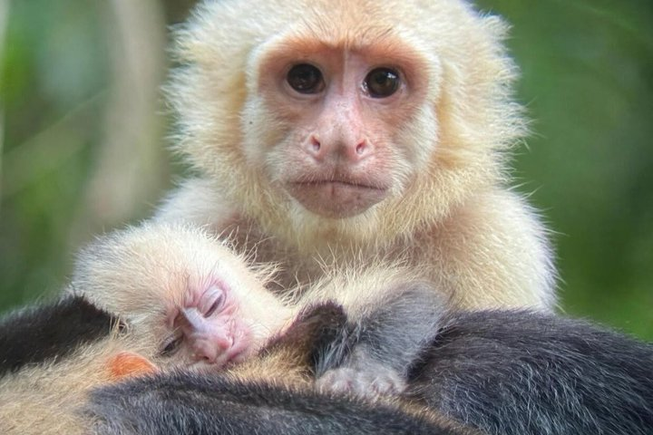 Manuel Antonio National Park : Guided tour with TICKET INCLUDED - Photo 1 of 25